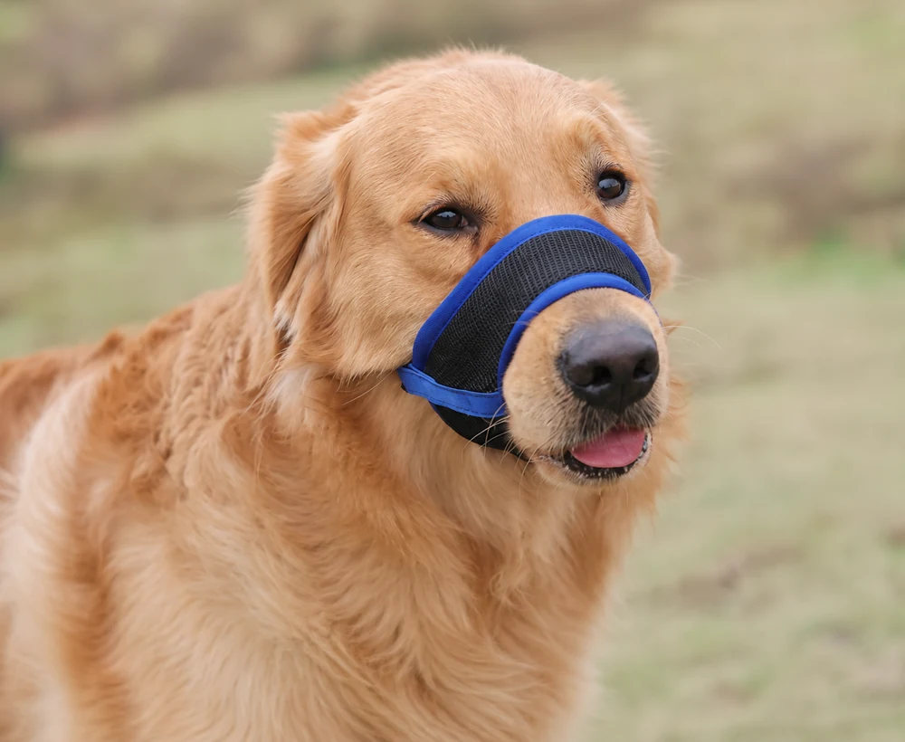 EP-LAC-003 Model 347 Dog Leash or Accessory catalog image
