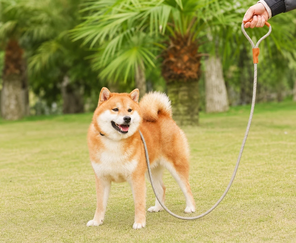 EP-LAC-007 Model 208 Dog Leash or Accessory catalog image