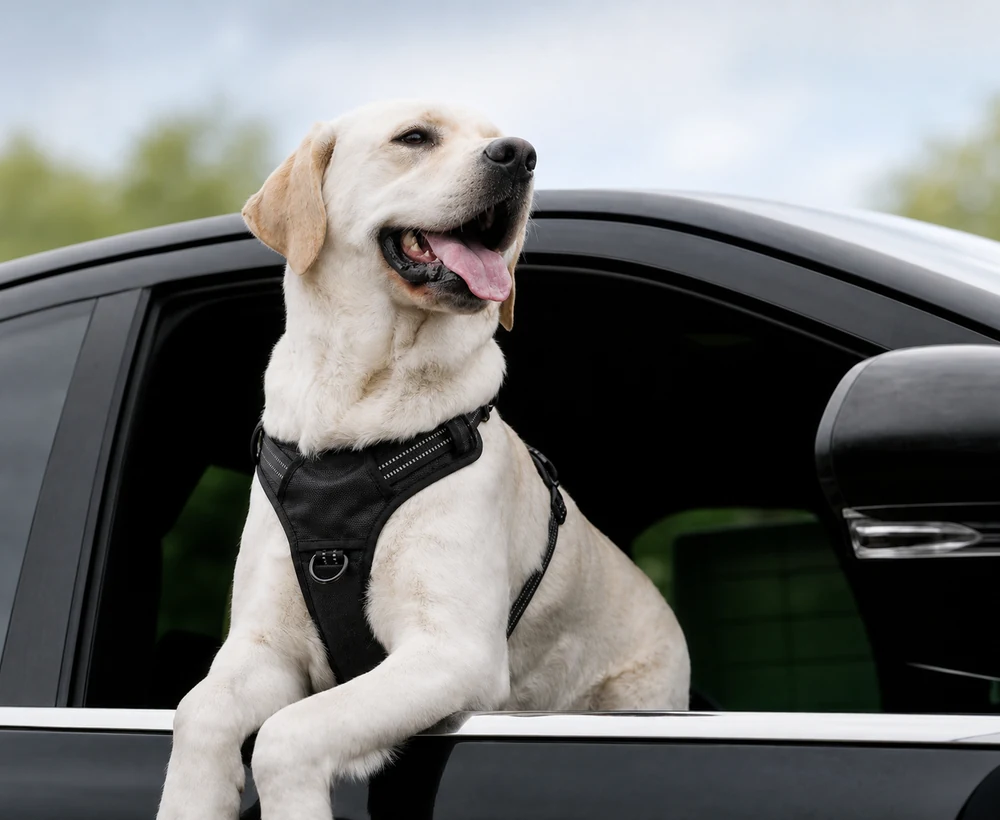 EP-LDH-002 Model 599 Large Dog Harness catalog image