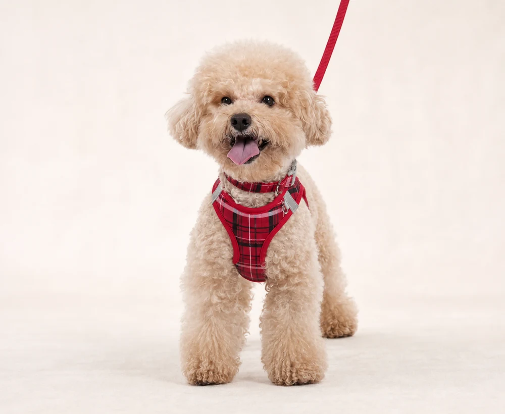 EP-SDH-008 Model 8048 Small Dog Harness catalog image
