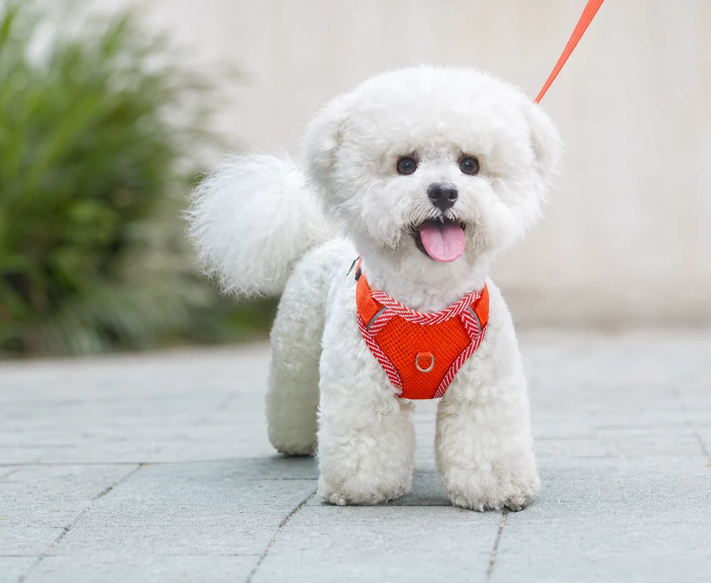 EP-SDH-014 Model 887 Small Dog Harness catalog image