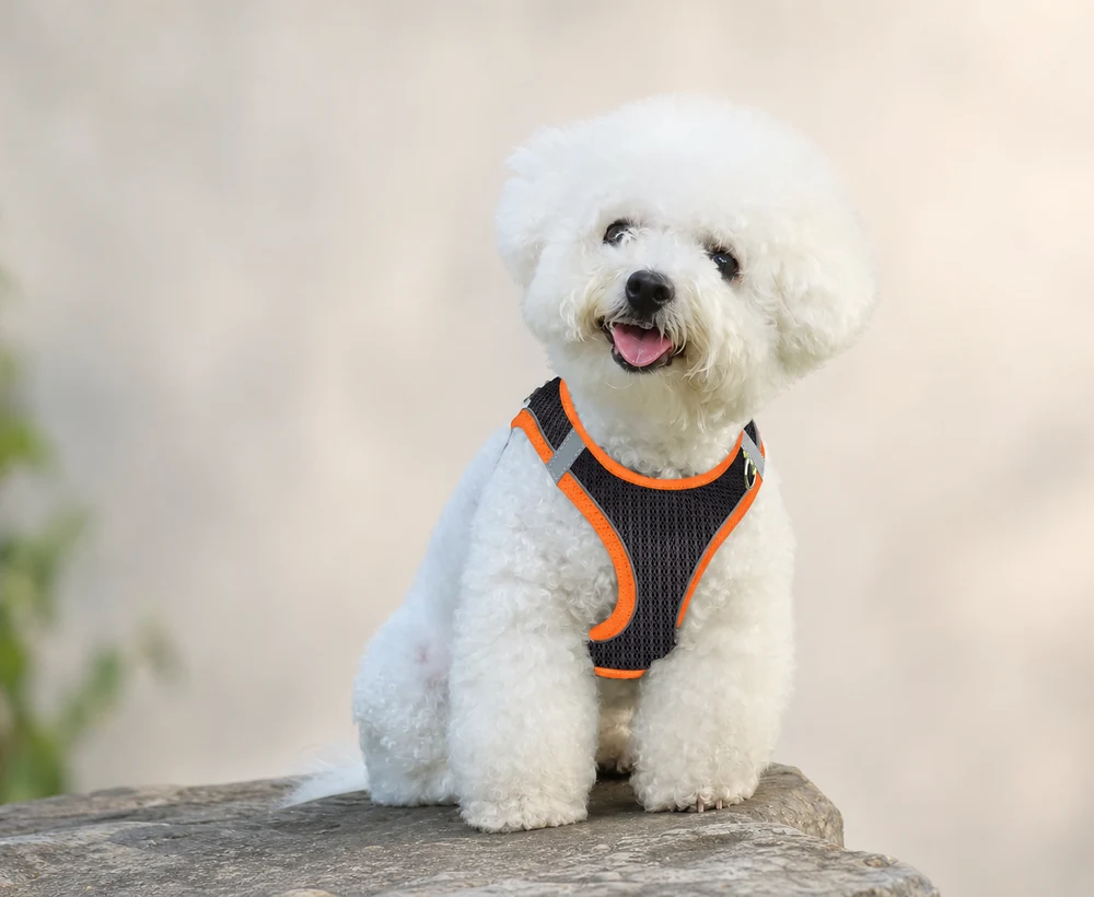 EP-SDH-040 Model 879 Small Dog Harness catalog image